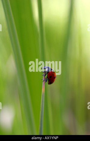 Marienkäfer oder Marienkäfer (Coccinellidae) klettern Stiel Stockfoto