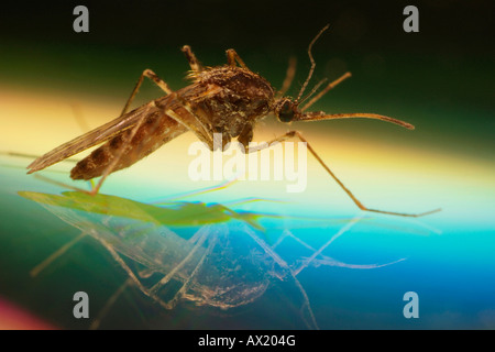 Nördlichen oder südlichen Haus Stechmücken (Culex Pipiens) Stockfoto