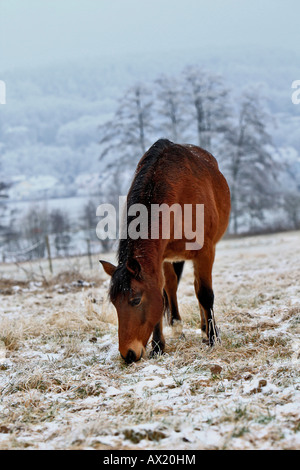 Andalusier, Paddock im Winter Stockfoto