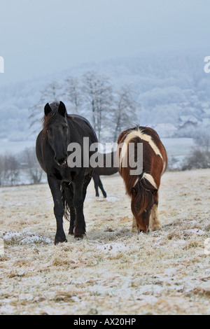 Friesische Pferd und Islandpferd, paddock im Winter Stockfoto