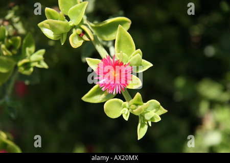 Saftig, Kyrenia, Nordzypern, Europa Stockfoto