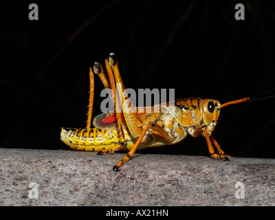 Östlichen Lümmel Grashüpfer (Romalea Guttata) Stockfoto