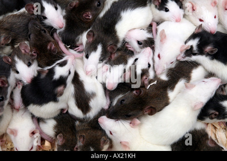 Phantasie oder Haustier Ratten (Rattus Norvegicus Forma Domestica) Stockfoto