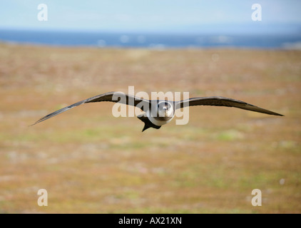 Angreifende Arctic Skua (Stercorarius Parasiticus), Tundra nördlich von Norwegen Stockfoto