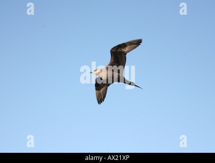 Fliegen Arctic Skua (Stercorarius Parasiticus), nördlich von Norwegen Stockfoto