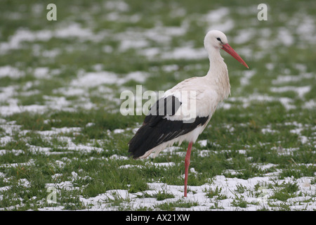 Weißstorch (Ciconia Ciconia) auf verschneiten Wiese, Allgäu, Deutschland Stockfoto