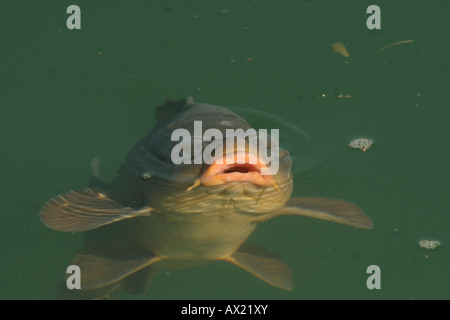 Karpfen (Cyprinus Carpio) essen Brot Stücke an der Wasseroberfläche Stockfoto