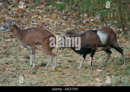 Mufflon Widder (Ovis Ammon Musimon), Spurrinnen Verhalten Stockfoto