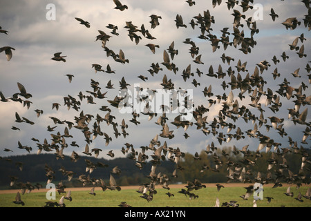 Europäischen Stare (Sturnus Vulgaris) Landung auf einem Feld im Herbst Stockfoto