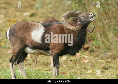 Mufflon Ram (Ovis Ammon Musimon), Flehmen Antwort während der Brunft Stockfoto