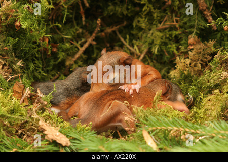 Eurasische Eichhörnchen (Sciurus Vulgaris) junge in Drey, blind Stockfoto