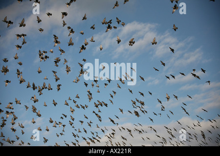 Europäischen Stare (Sturnus Vulgaris) nehmen in den Himmel Stockfoto