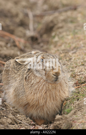 Europäische oder brauner Hase (Lepus Europaeus) sitzen in Furche Stockfoto