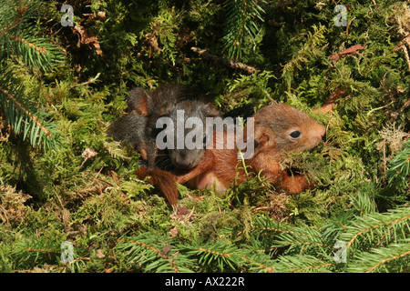 Eurasische Eichhörnchen (Sciurus Vulgaris) junge im Nest, vier Wochen alt, hat die Augen geöffnet Stockfoto