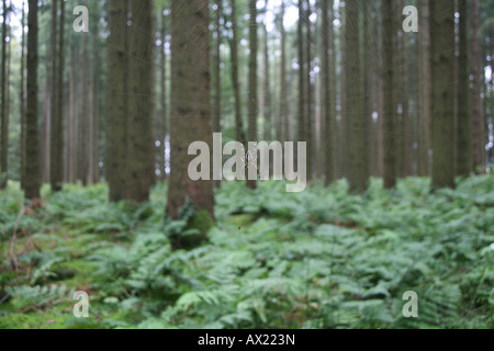 Europäische Gartenkreuzspinne (Araneus Diadematus) im Web zwischen Tannen Stämme (Picea Abies) Stockfoto