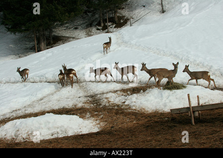 Reh (Capreolus Capreolus) am Futterplatz im Bergwald, Österreich Stockfoto