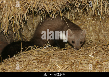 Steinmarder (Martes Foina) in einer Scheune Stroh Stockfoto