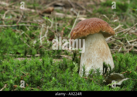 Steinpilze Pilze (Boletus Edulis) im Wald Moos Stockfoto
