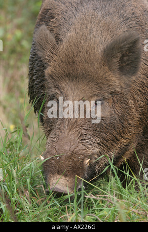 Wildschwein (Sus Scrofa), Porträt, Männlich, Essen grass Stockfoto