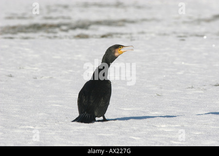 Großer Kormoran oder Black Kormoran (Phalacrocorax Carbo) sitzen im Schnee Stockfoto