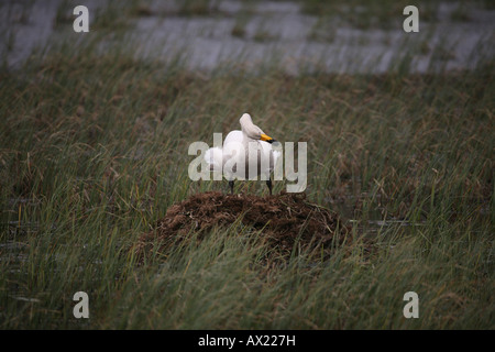 Whooper Schwan (Cygnus Cygnus) stehend auf Nest, Tundra See, Norwegen, Europa Stockfoto