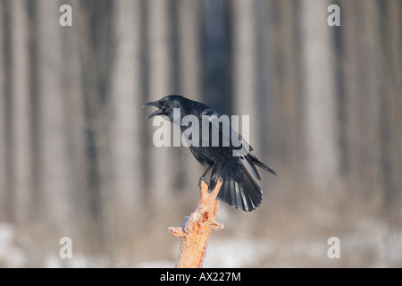 AAS-Krähe (Corvus Corone) rief Stockfoto