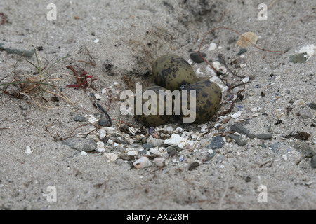 Küstenseeschwalbe (Sterna Paradisaea) Nest und Eiern auf dem Strand, Nord-Norwegen, Europa Stockfoto