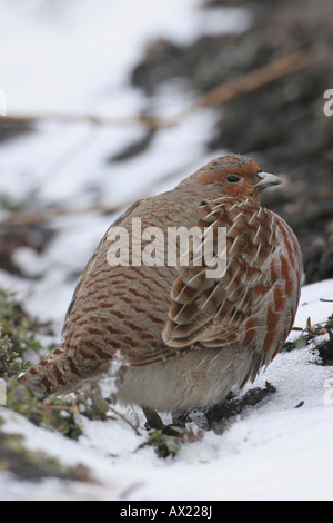 Grau oder englischen Rebhuhn (Perdix Perdix) in schneebedecktes Feld Stockfoto