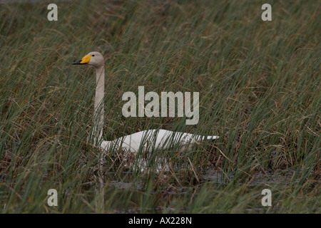 Singschwan (Cygnus Cygnus) inmitten Küstenlinie Wachstum, Tundra See, Norwegen, Europa Stockfoto