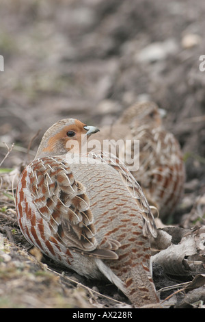 Grau oder englischen Rebhuhn (Perdix Perdix) in Furche Stockfoto