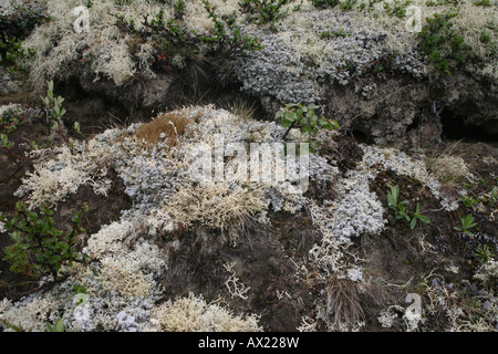 Rentier Flechten oder Karibus Moos (Cladonia Rangiferina), Tundra, Dovrefejell Nationalpark, Norwegen, Europa Stockfoto