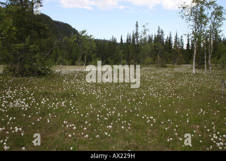 Tundra, gemeinsame Wollgras (Wollgras Angustifolium), Norwegen, Europa Stockfoto