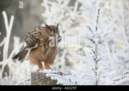 Eurasische Uhu (Bubo Bubo) seine Federn im winterlichen Wald kräuseln Stockfoto