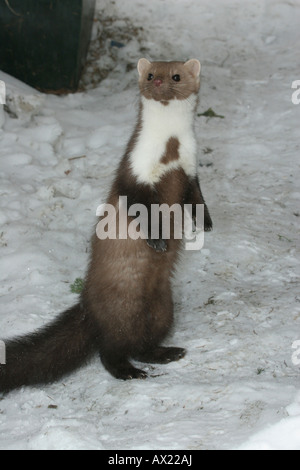 Buche oder Steinmarder (Martes Foina) im Schnee neben seiner burrow Stockfoto