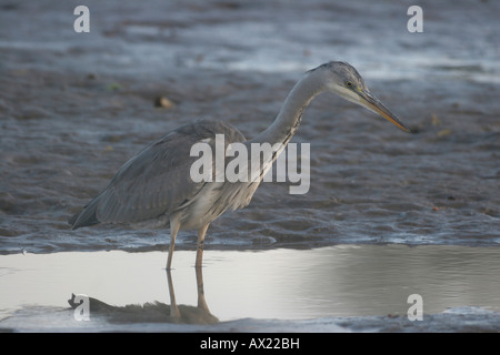 Graue Reiher (Ardea Cinerea) beobachten Beute im seichten Wasser Stockfoto