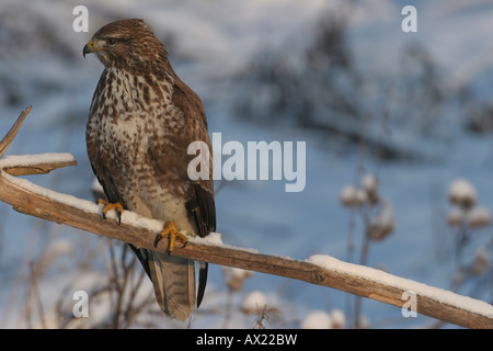 Mäusebussard (Buteo Buteo) thront auf einem Ast, Winter Stockfoto