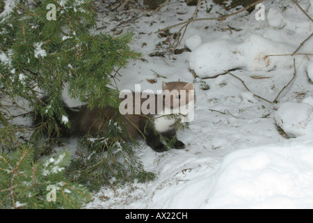 Buche oder Steinmarder (Martes Foina) im verschneiten Wald Stockfoto