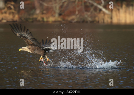 White-tailed Eagle oder Seeadler (Haliaeetus Horste), ausziehen mit Beute Stockfoto