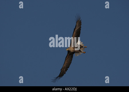 White-tailed Eagle oder Seeadler (Haliaeetus Horste) fliegen Stockfoto