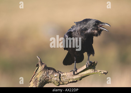 Gemeinsame oder nördlichen Raven (Corvus Corax), Paarung Anruf Stockfoto