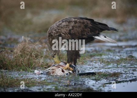 White-tailed Eagle oder Seeadler (Haliaeetus Horste), Fütterung auf einen Fisch Stockfoto