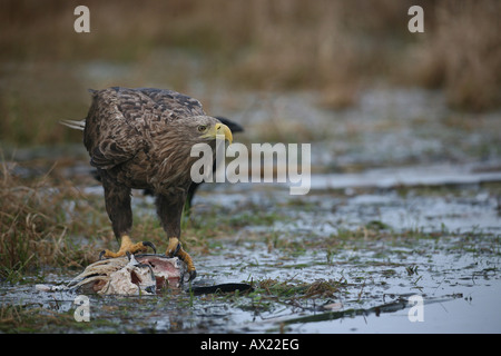 White-tailed Eagle oder Seeadler (Haliaeetus Horste), Fütterung auf einen Fisch Stockfoto