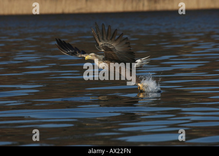 White-tailed Eagle oder Seeadler (Haliaeetus Horste) greifen Fische von der Wasseroberfläche Stockfoto