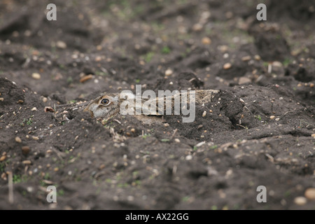 Feldhase oder brauner Hase (Lepus Europaeus) in eine Furche Stockfoto