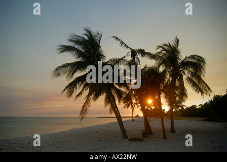 Kubanischen Königspalmen (Roystonea Regia) am Strand bei Sonnenuntergang, Playa Girón (Bucht von Bigs), Kuba, Karibik, Amerika Stockfoto