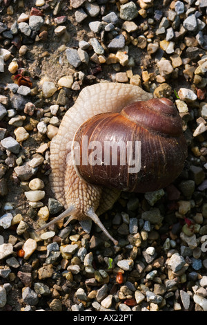 Wäldchen Schnecke (Arianta Arbustorum), Ingolstadt, Bayern, Deutschland, Europa Stockfoto