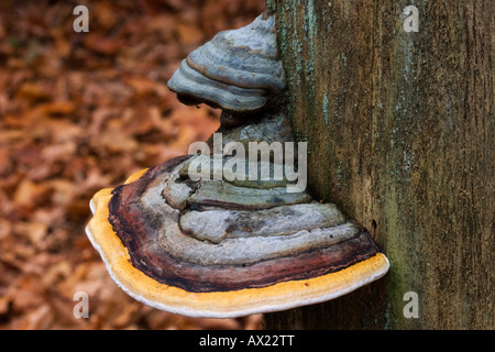 Rot gebändert Polypore (Fomitopsis Pinicola), Baum-Pilze, Europa, Deutschland, Bayern, Bayrischer Wald (Bayerischer Wald) Stockfoto