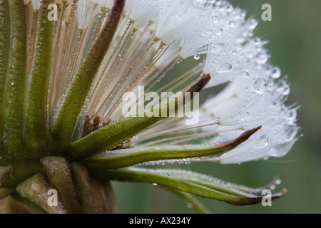 Tau bedeckten Löwenzahn (Taraxacum Officinale), Nationalpark Bayrischer Wald (Nationalpark Bayerischer Wald), Bayern, Deutschland, E Stockfoto