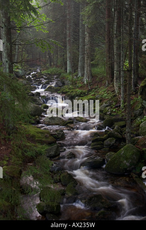 Kleine Ohe River, Nationalpark Bayerischer Wald (Nationalpark Bayerischer Wald), Bayern, Deutschland, Europa Stockfoto