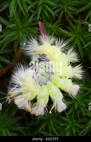 Blasse Tussock Moth (Dasychira Pudibunda), Nationalpark Bayrischer Wald (Nationalpark Bayerischer Wald), Bayern, Deutschland, Europa Stockfoto